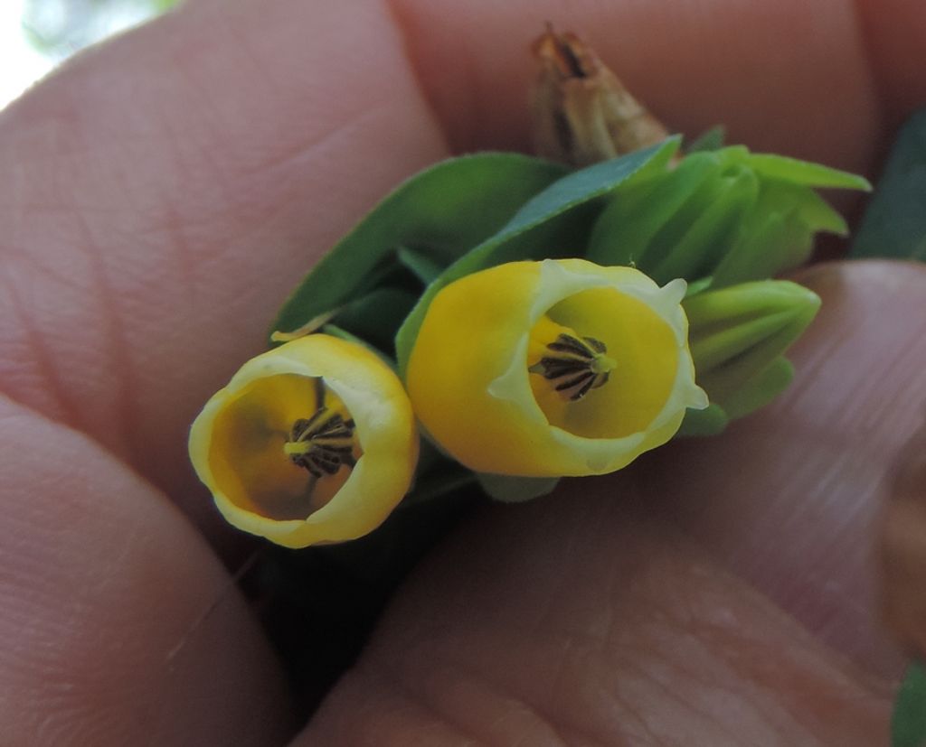 Cerinthe major